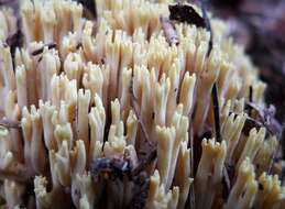 Image de Ramaria stricta (Pers.) Quél. 1888