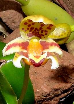 Plancia ëd Bulbophyllum pteroglossum Schltr.