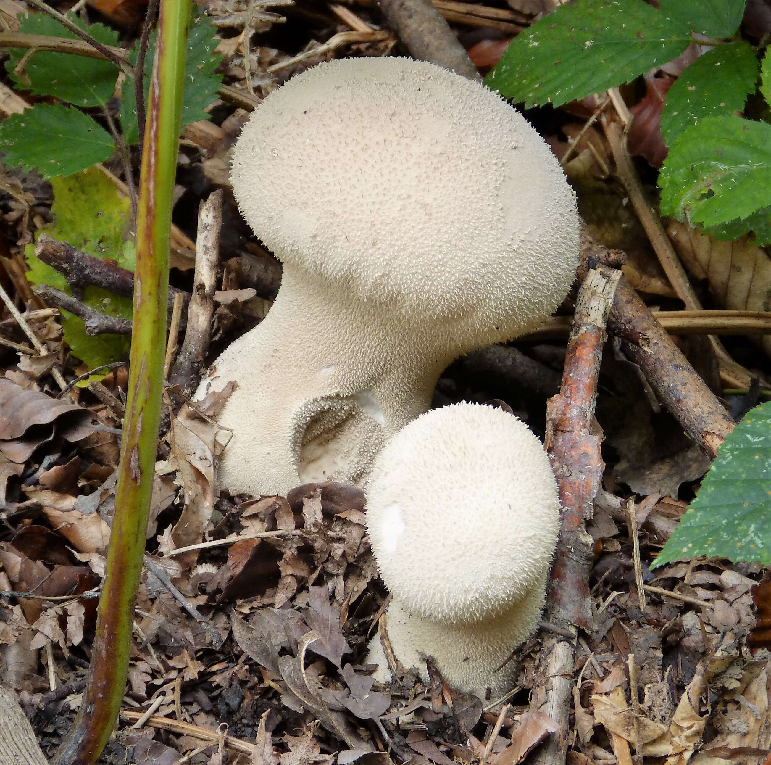 Imagem de Lycoperdon perlatum Pers. 1796