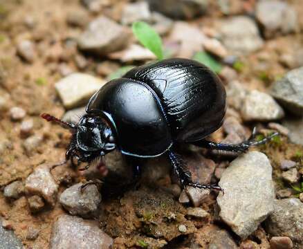 Слика од Anoplotrupes