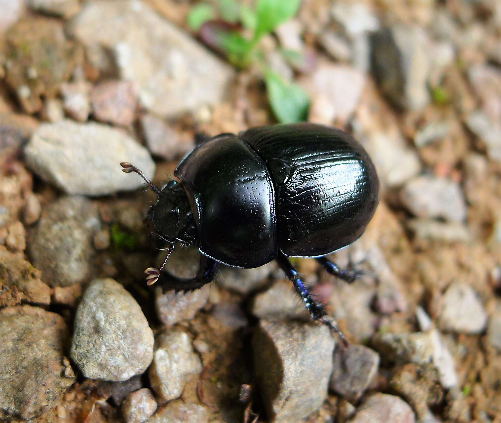 Слика од Anoplotrupes