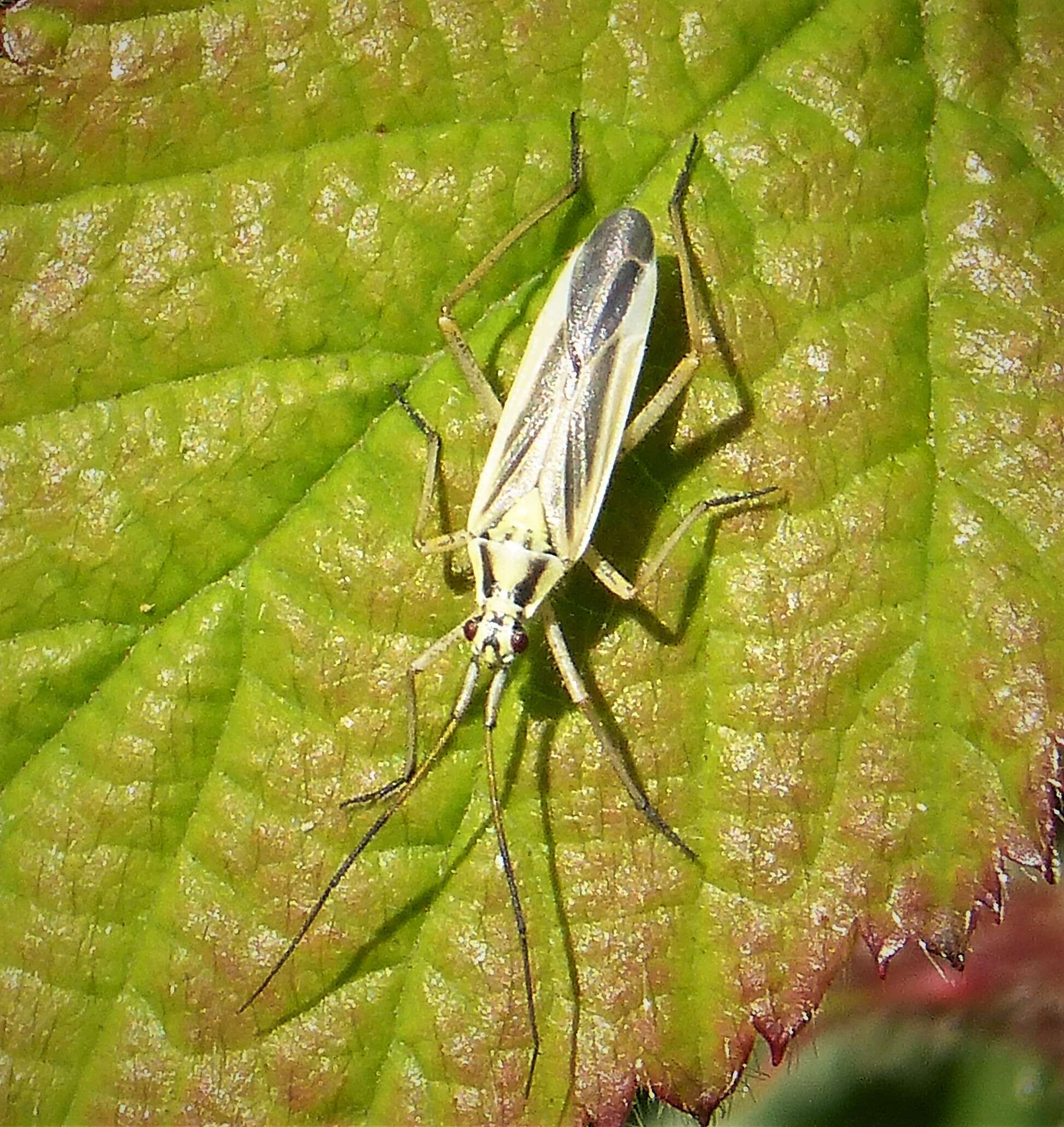 Image of Meadow Plant Bug