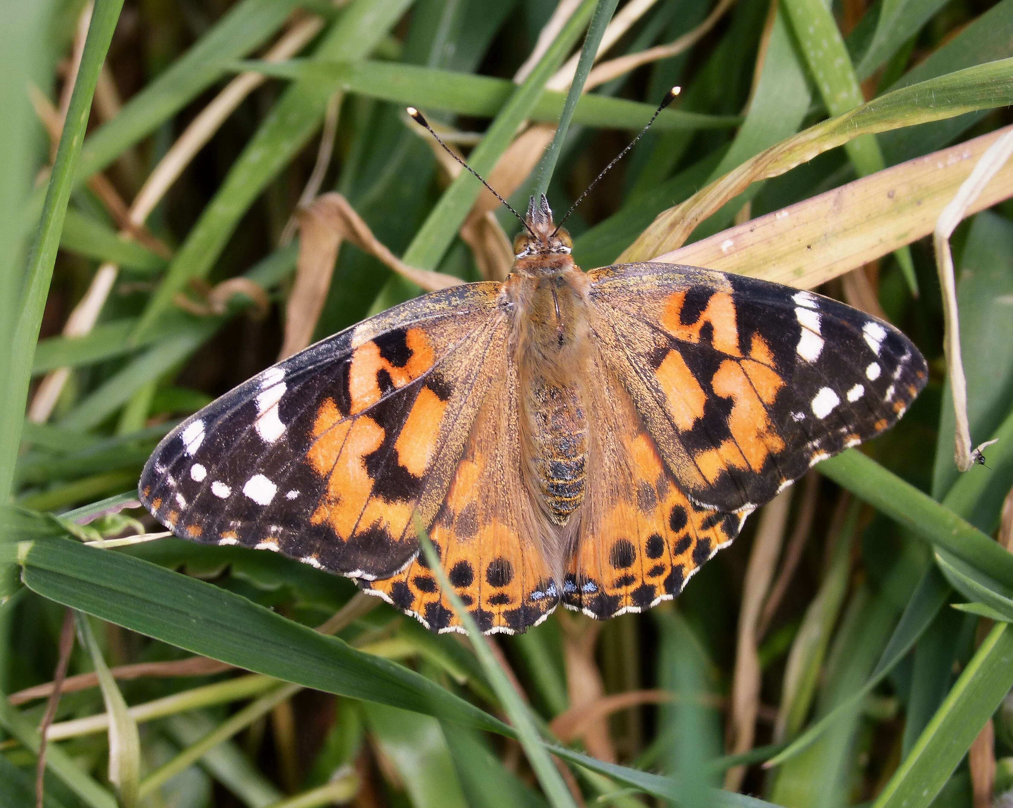 Image of Vanessa cardui