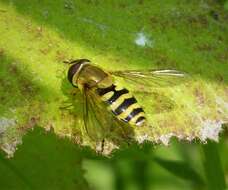 Image of Common Banded Hoverfly