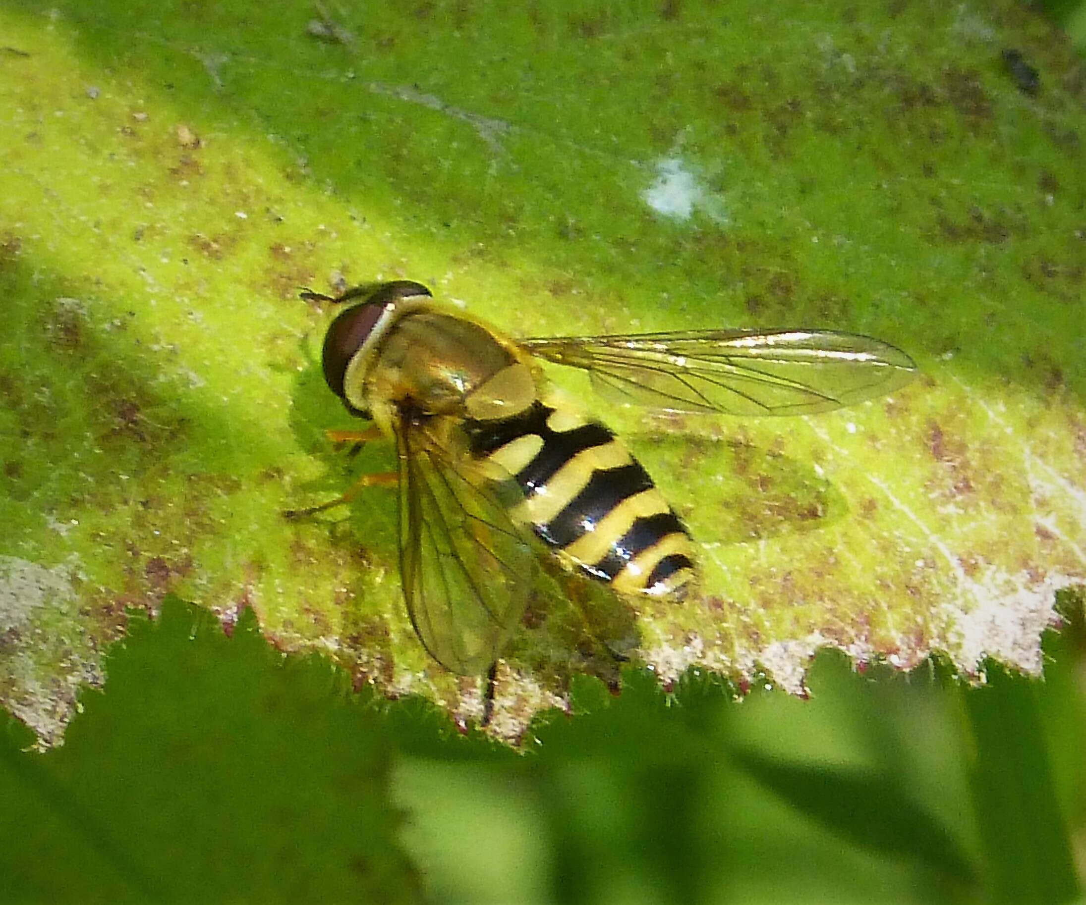 Plancia ëd Syrphus ribesii (Linnaeus 1758)