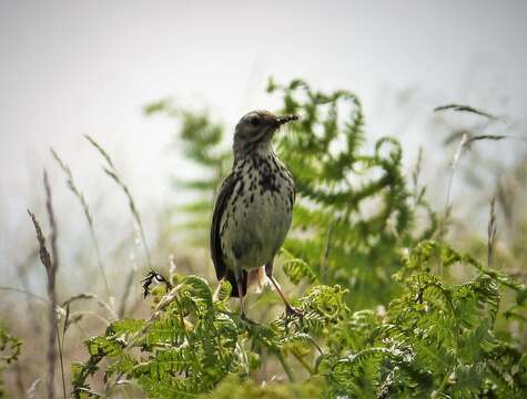 Image of Meadow Pipit