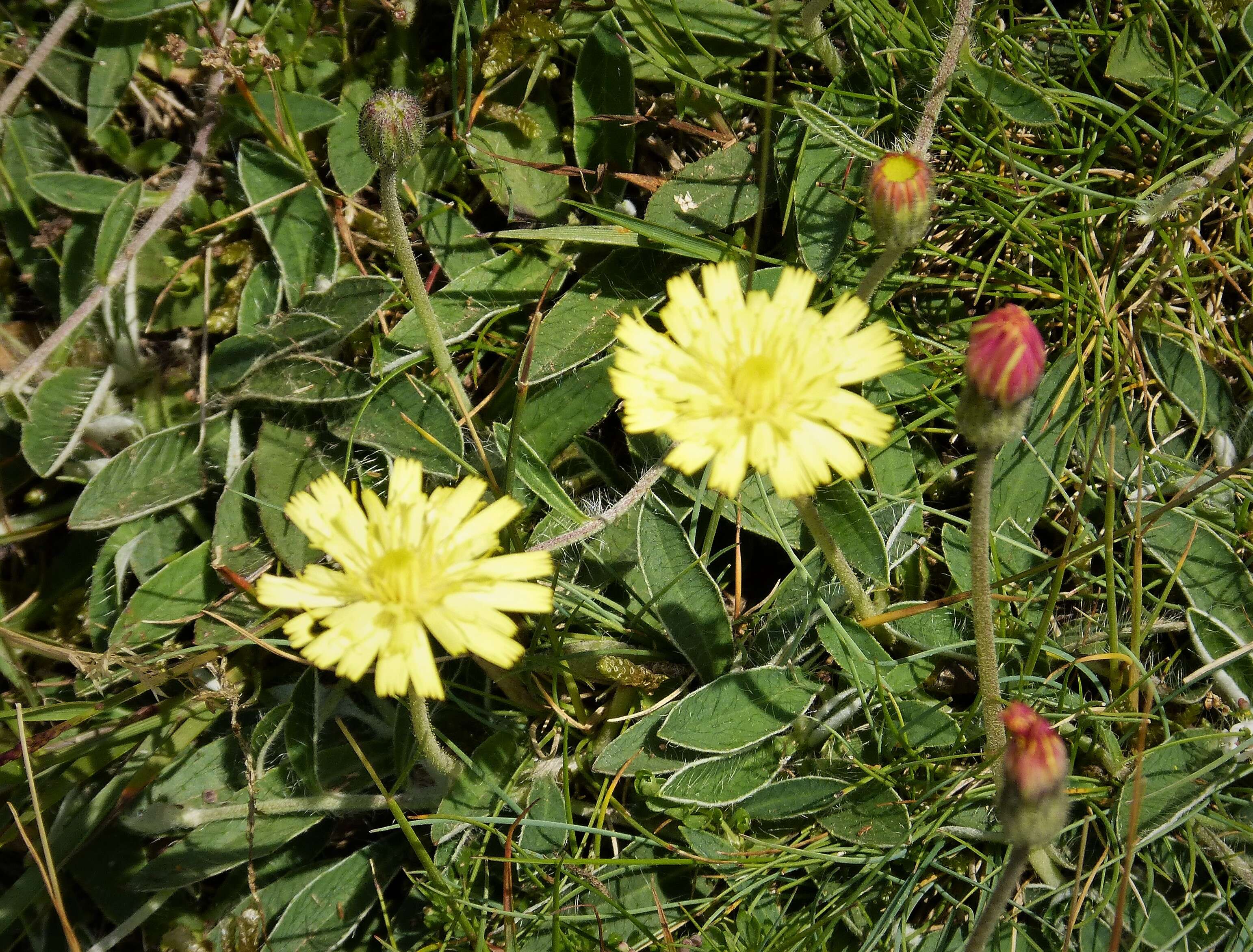 Image of Mouse-ear-hawkweed