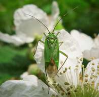 Image of Calocoris alpestris (Meyer-Dur 1843)