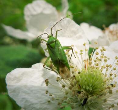 Image of Calocoris alpestris (Meyer-Dur 1843)