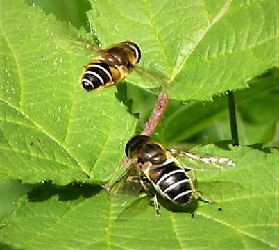 Image de <i>Eristalis nemorum</i>