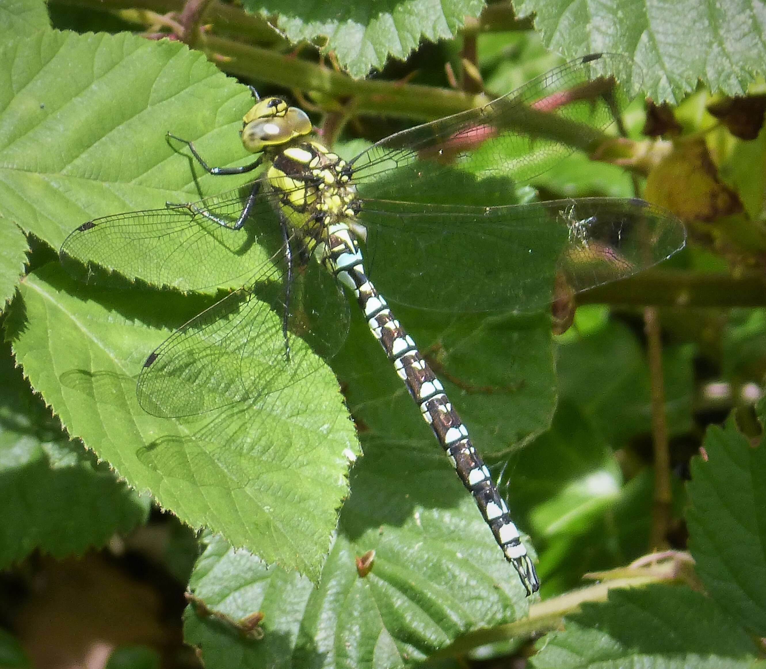 Image of Blue Hawker