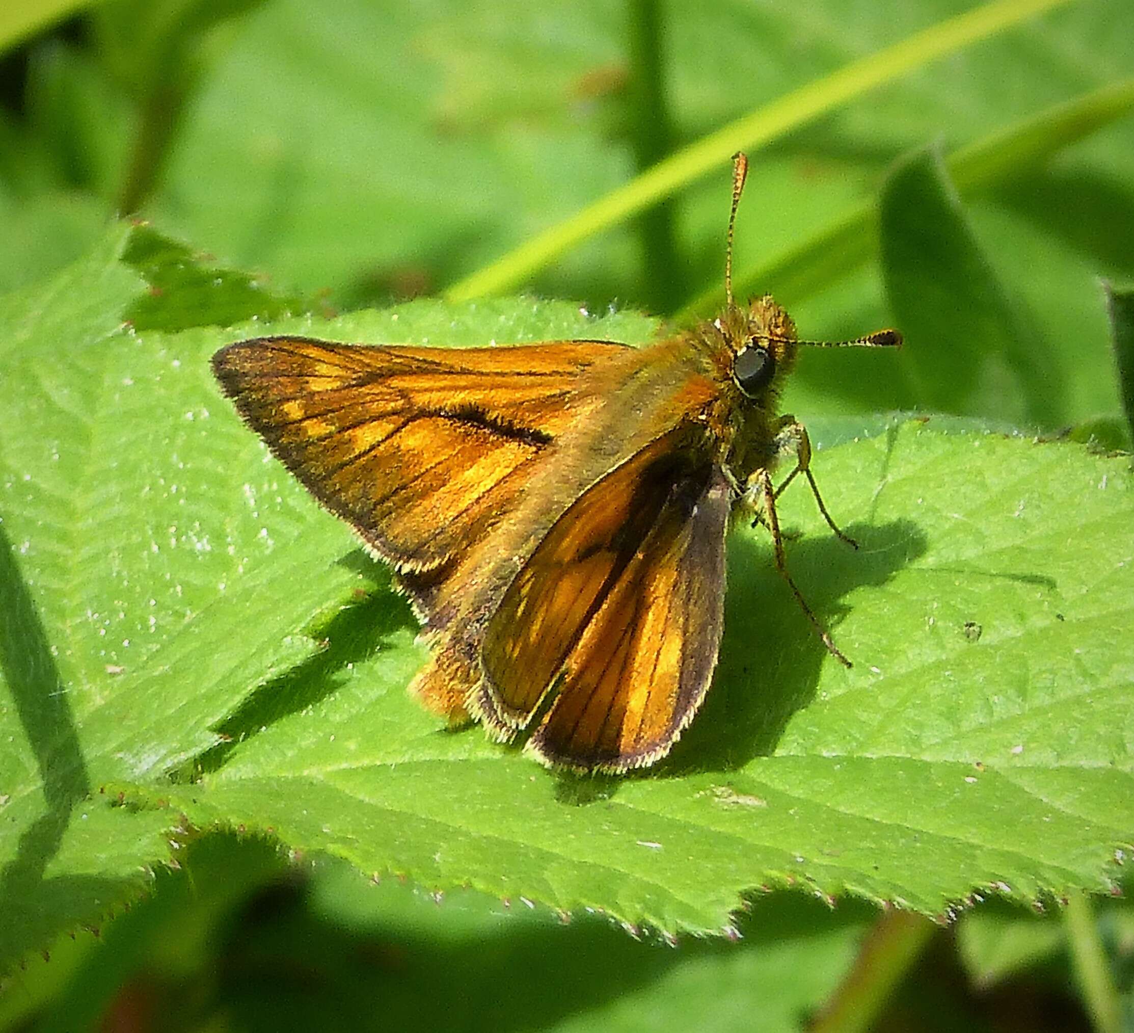 Image of Ochlodes sylvanus