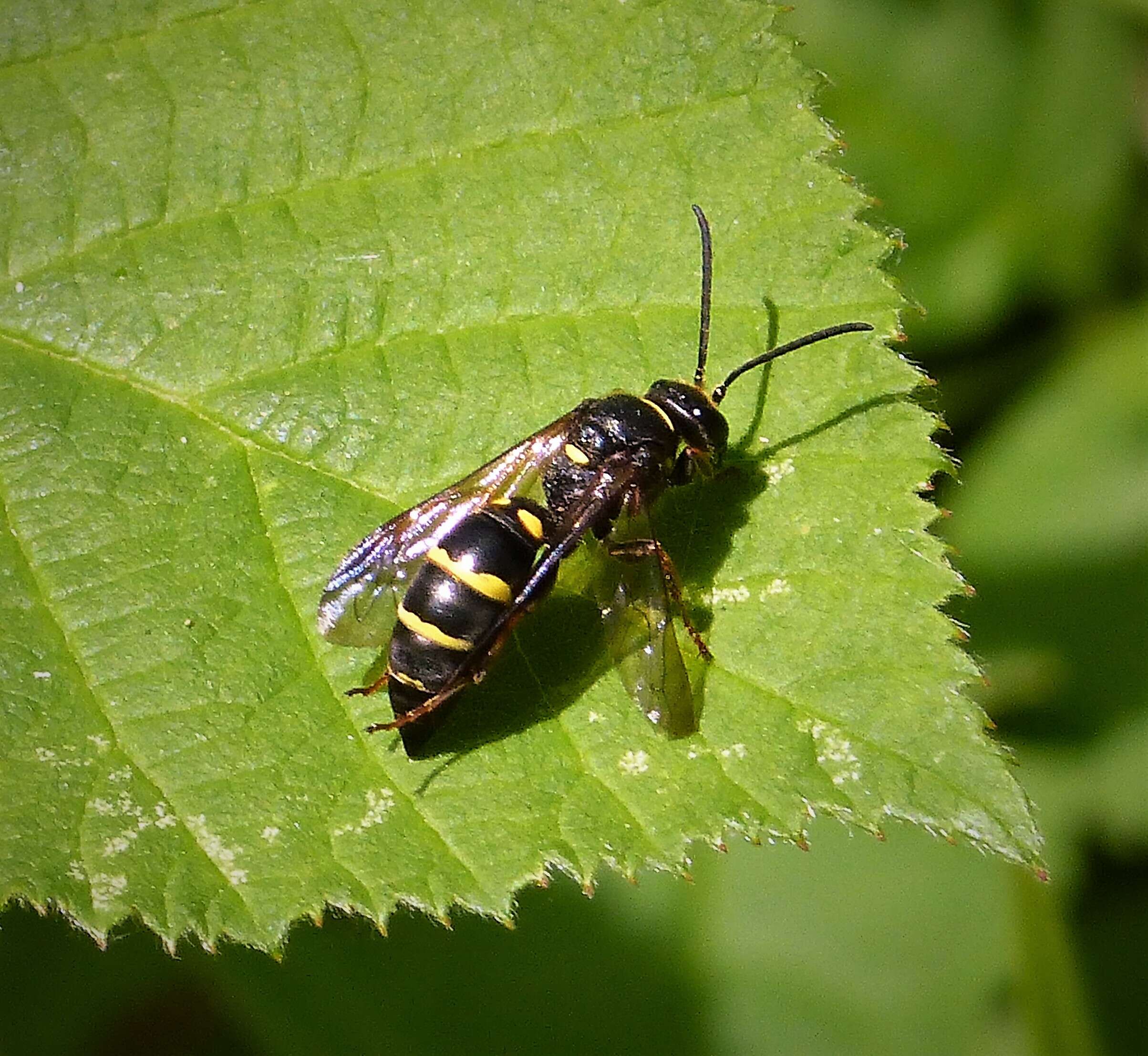 Image of Mellinus arvensis (Linnaeus 1758)