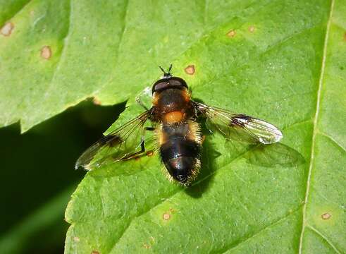 Image of Leucozona lucorum (Linnaeus 1758)