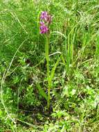 Image of Narrow-leaved marsh-orchid