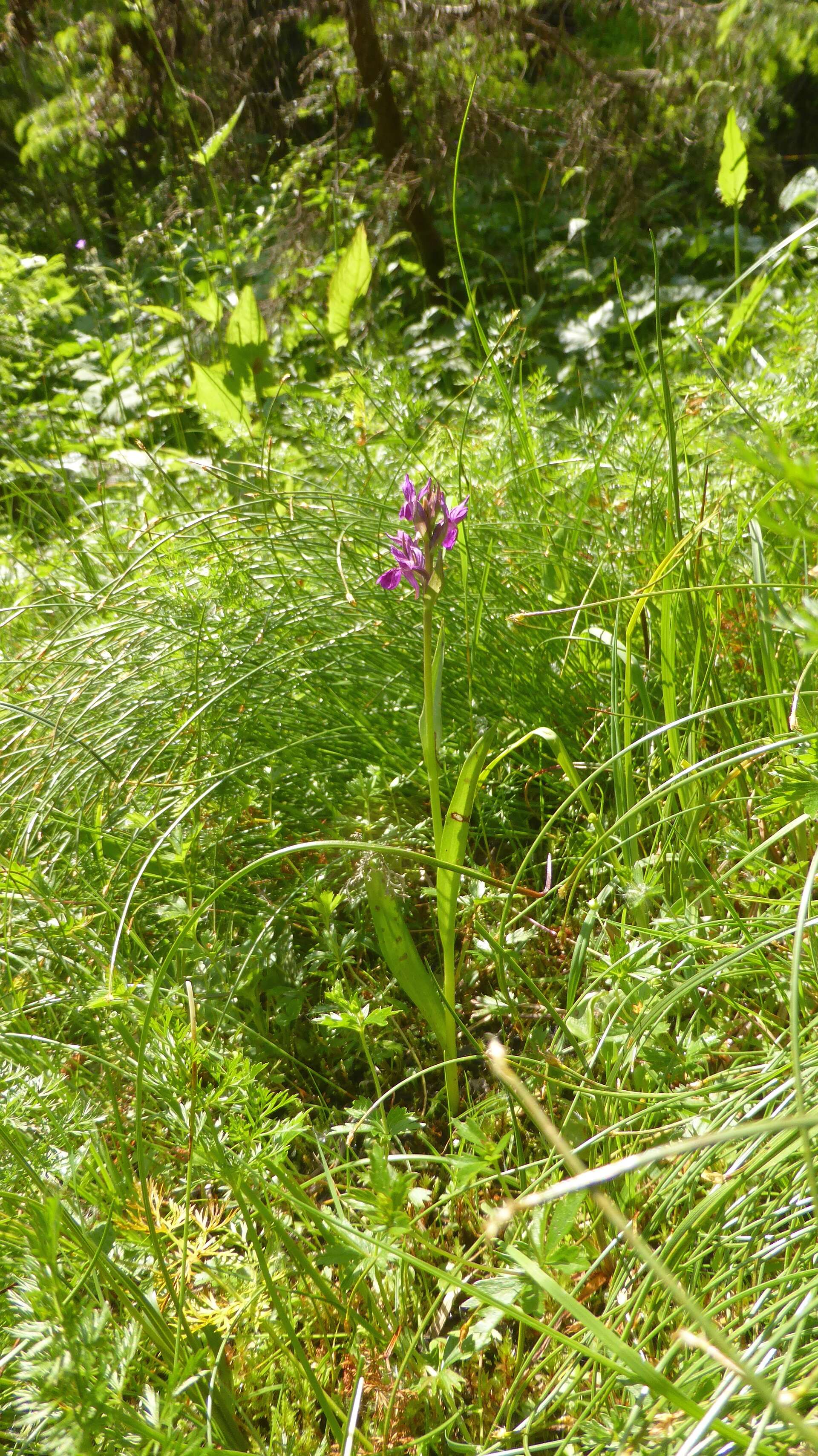 Image of Narrow-leaved marsh-orchid