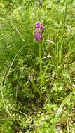 Image of Narrow-leaved marsh-orchid