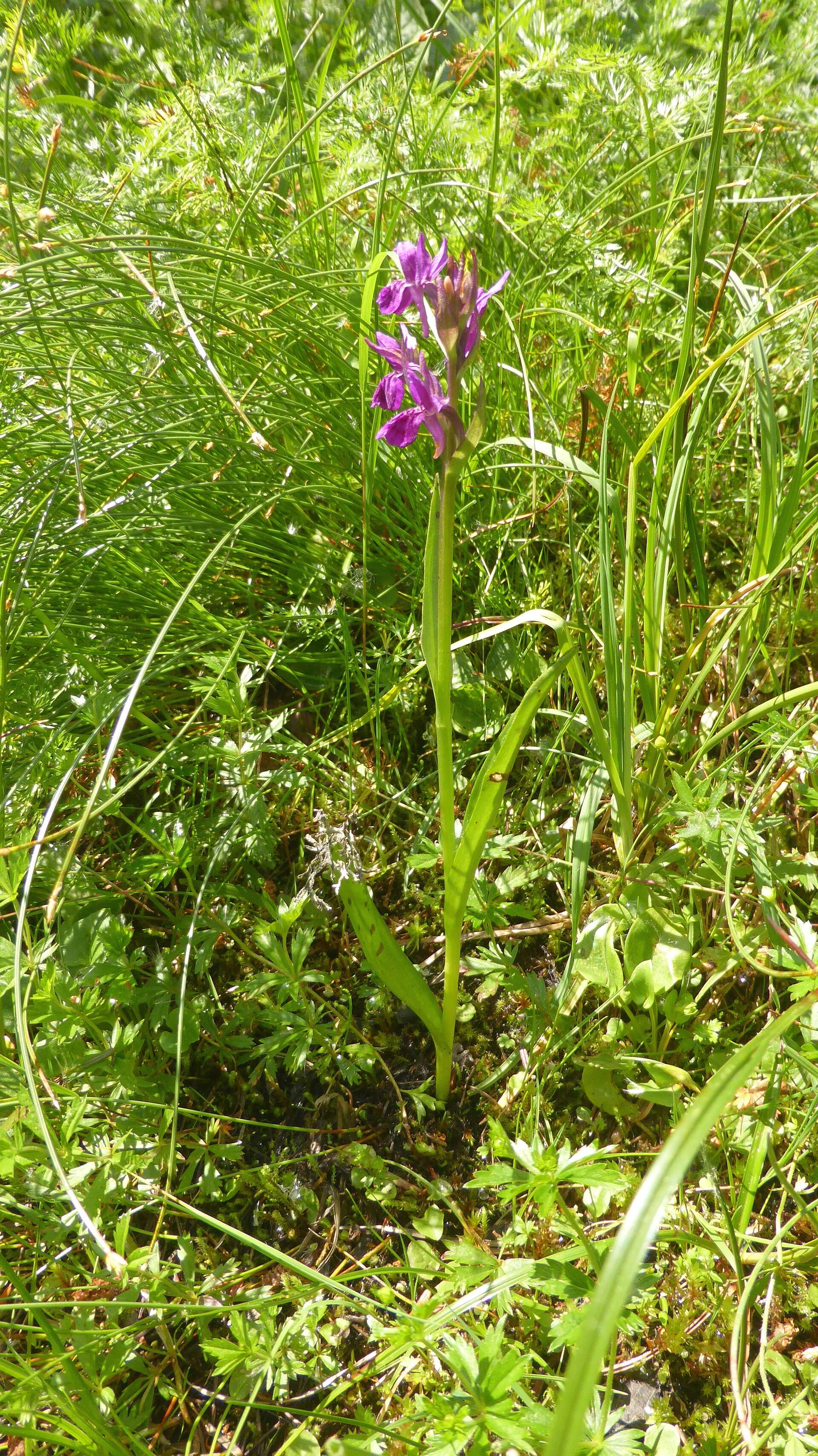 Image of Narrow-leaved marsh-orchid