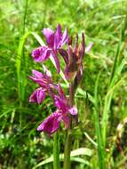 Image of Narrow-leaved marsh-orchid