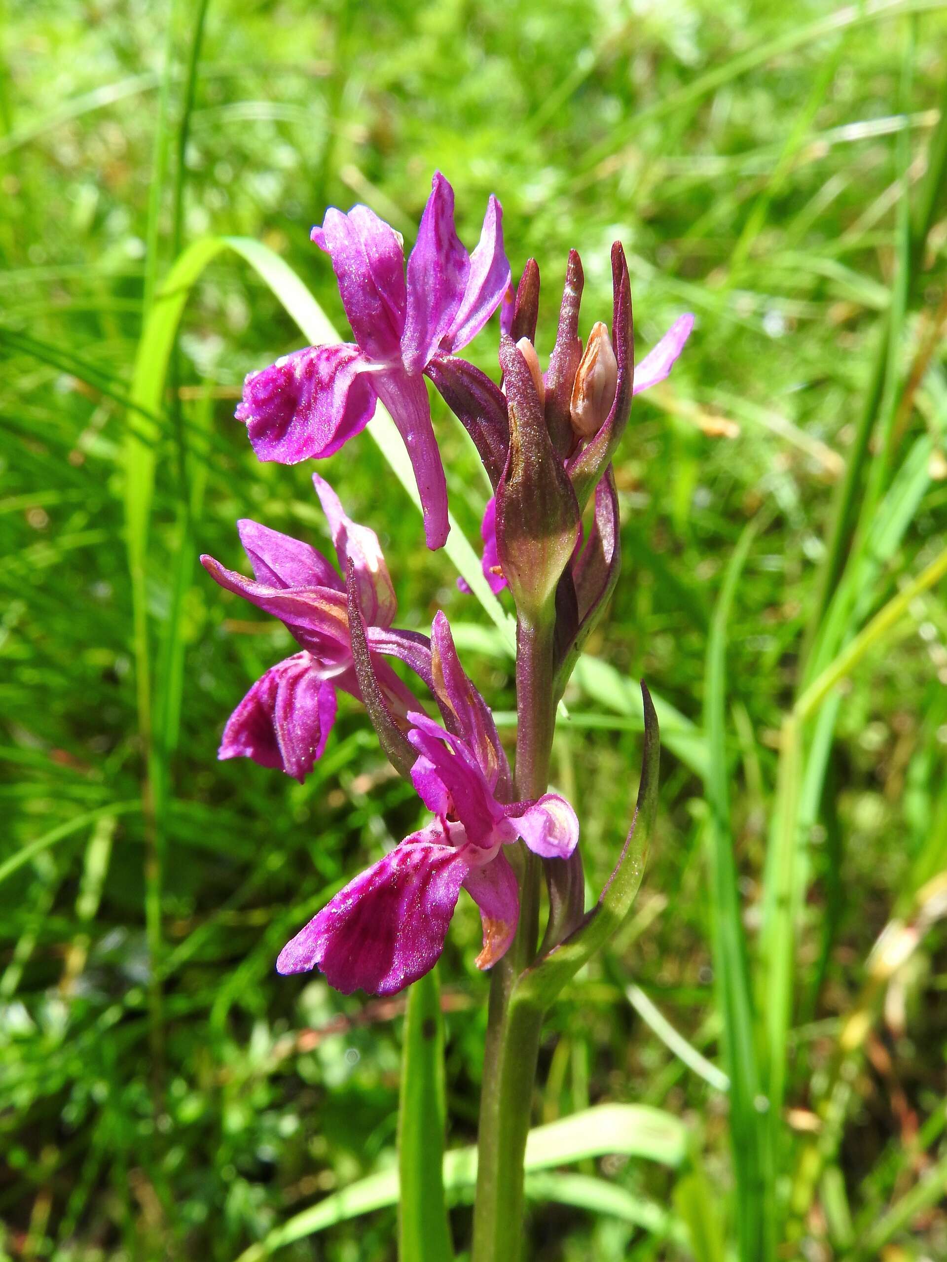 Image of Narrow-leaved marsh-orchid