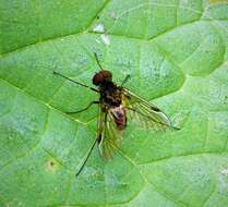 Image of Chrysopilus cristatus