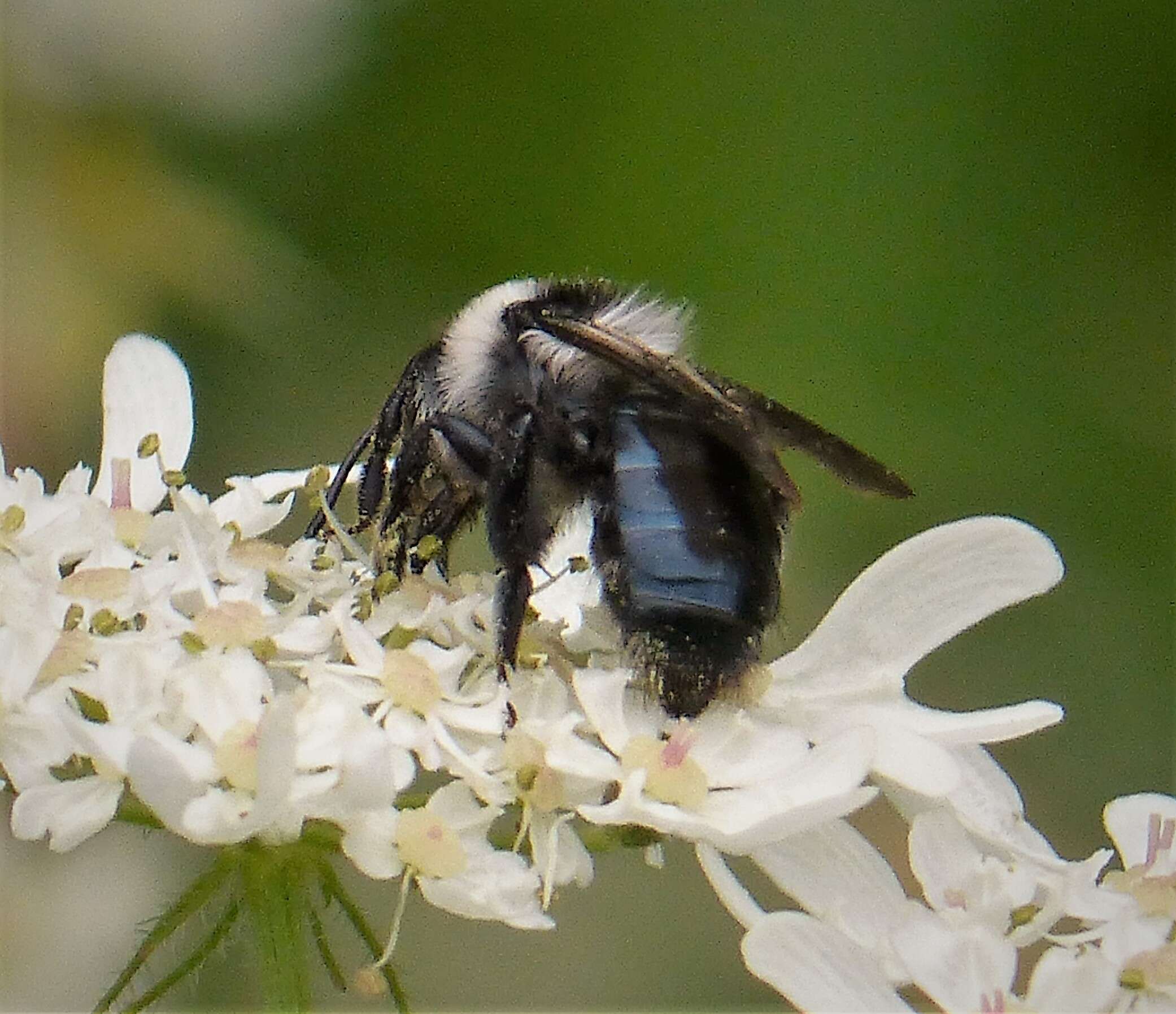 Image of Ashy Mining Bee