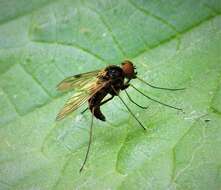 Image of Chrysopilus cristatus