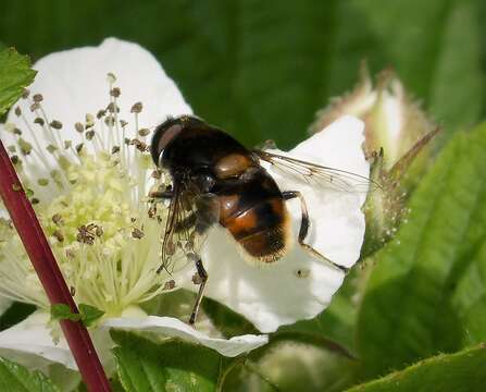 Image of Eristalis intricaria (Linnaeus 1758)