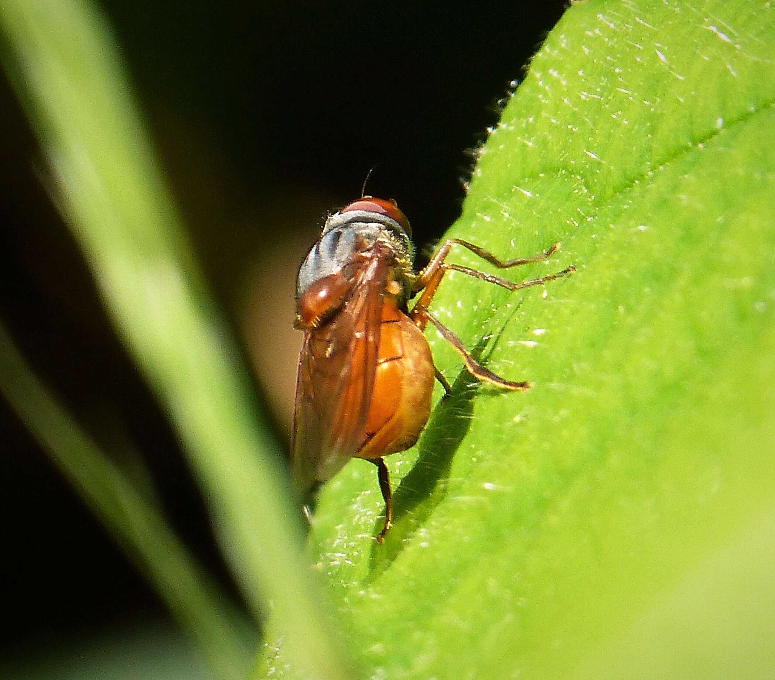 Image of Rhingia rostrata (Linnaeus 1758)