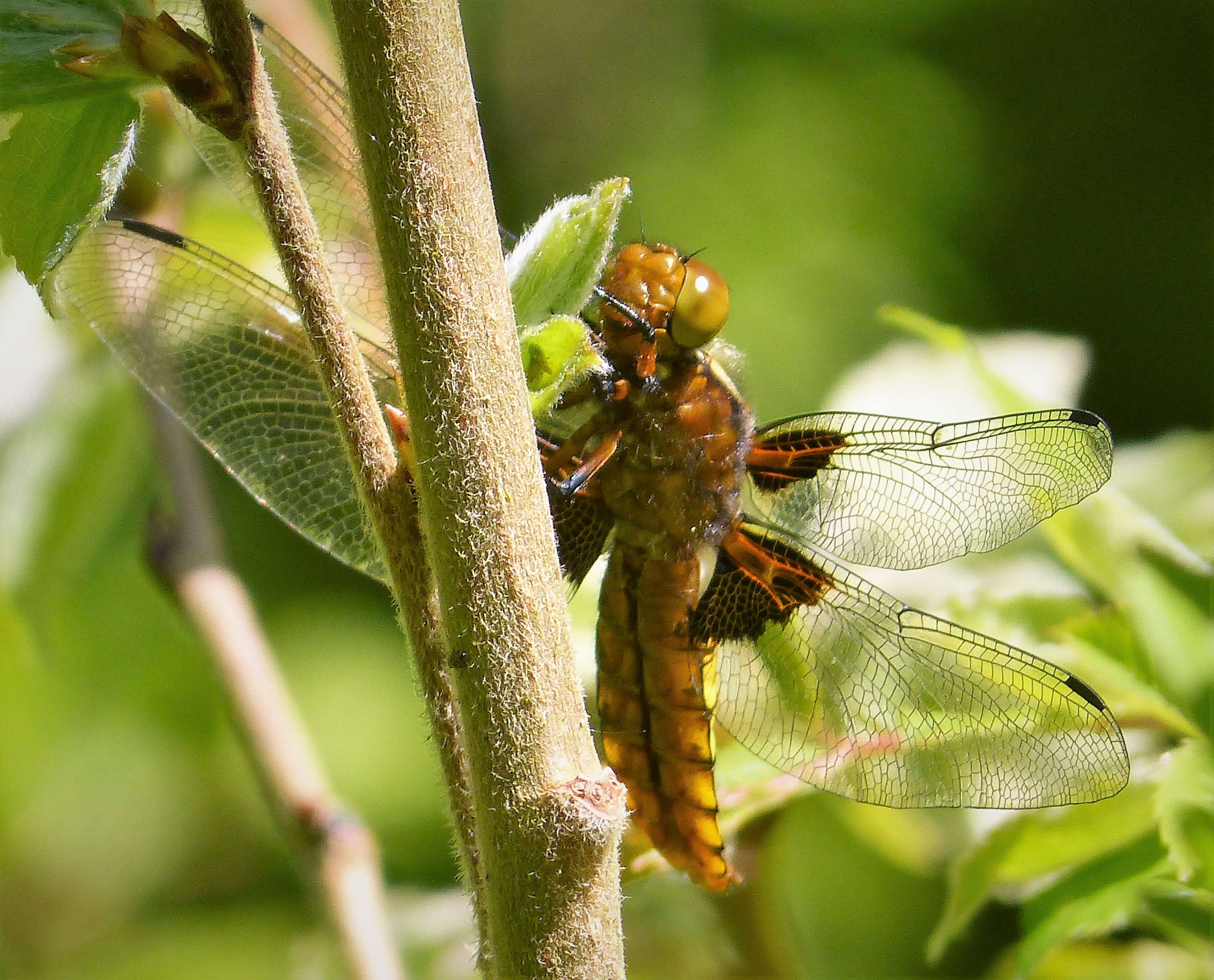 Image of Broad-bodied chaser