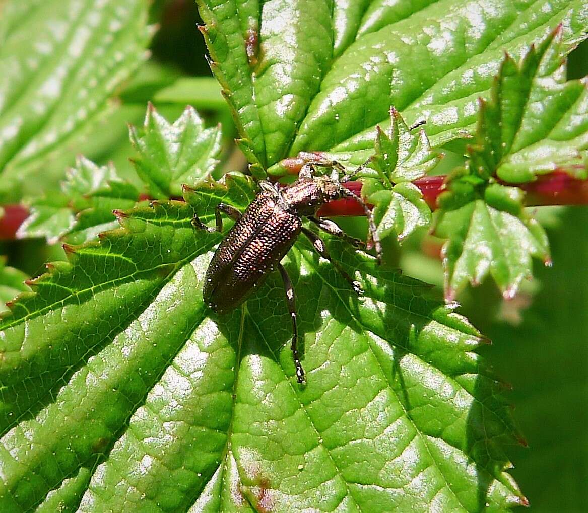 Image of Plateumaris sericea