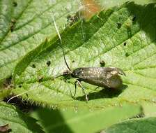 Image of Nemophora metallica