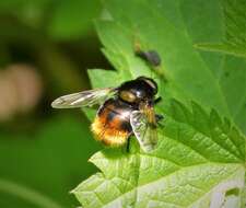 Image of bumblebee hoverfly