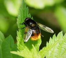 Volucella bombylans (Linnaeus 1758) resmi