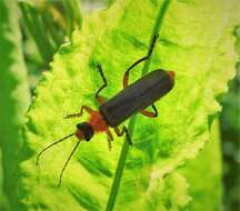 Imagem de Cantharis nigricans