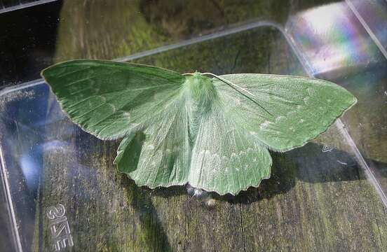 Image of large emerald