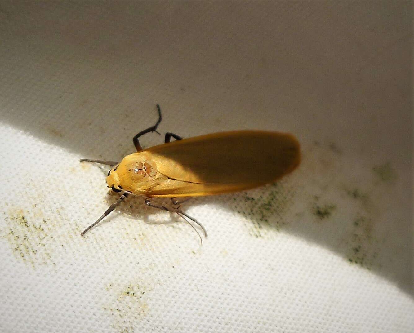 Image of buff footman