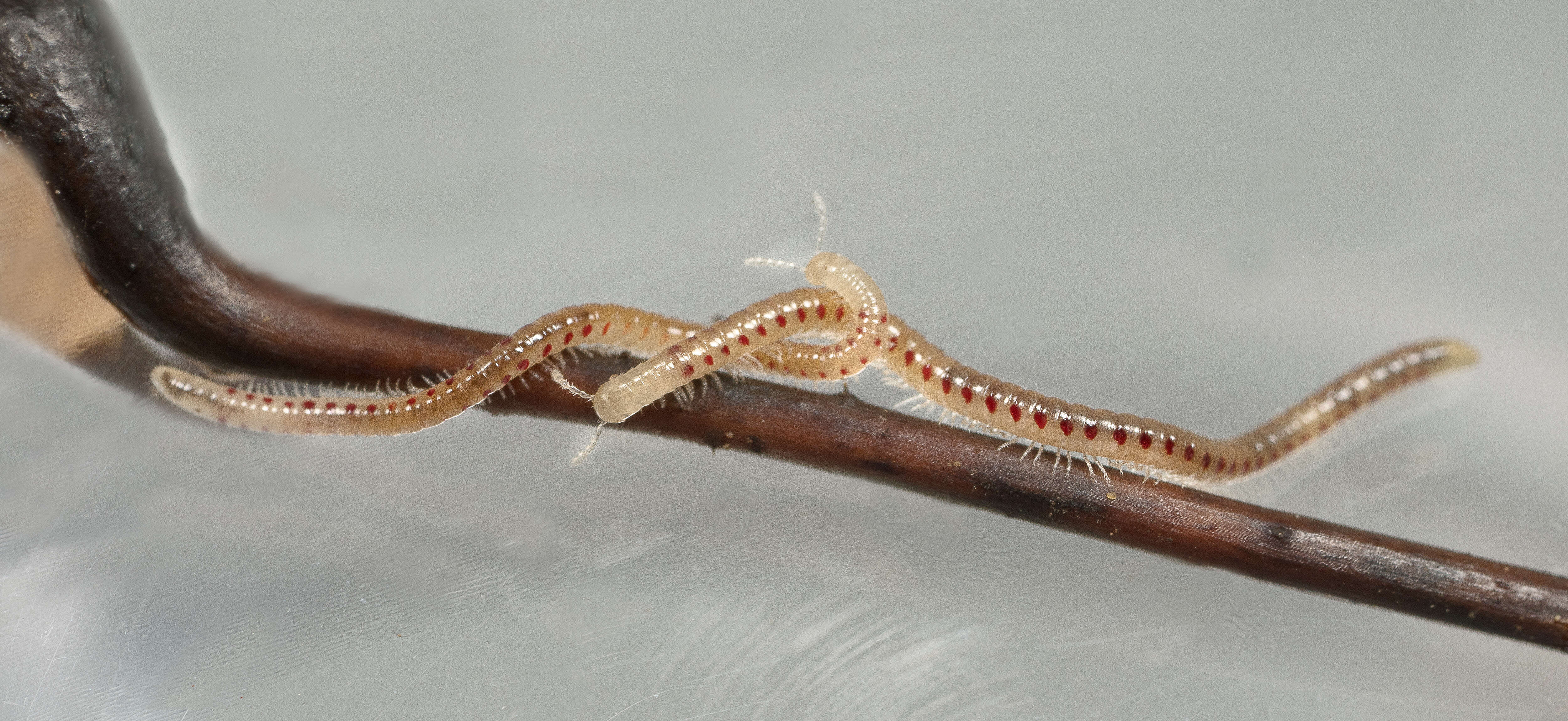 Image of Spotted snake millipede