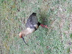 Image of Black-faced Ibis