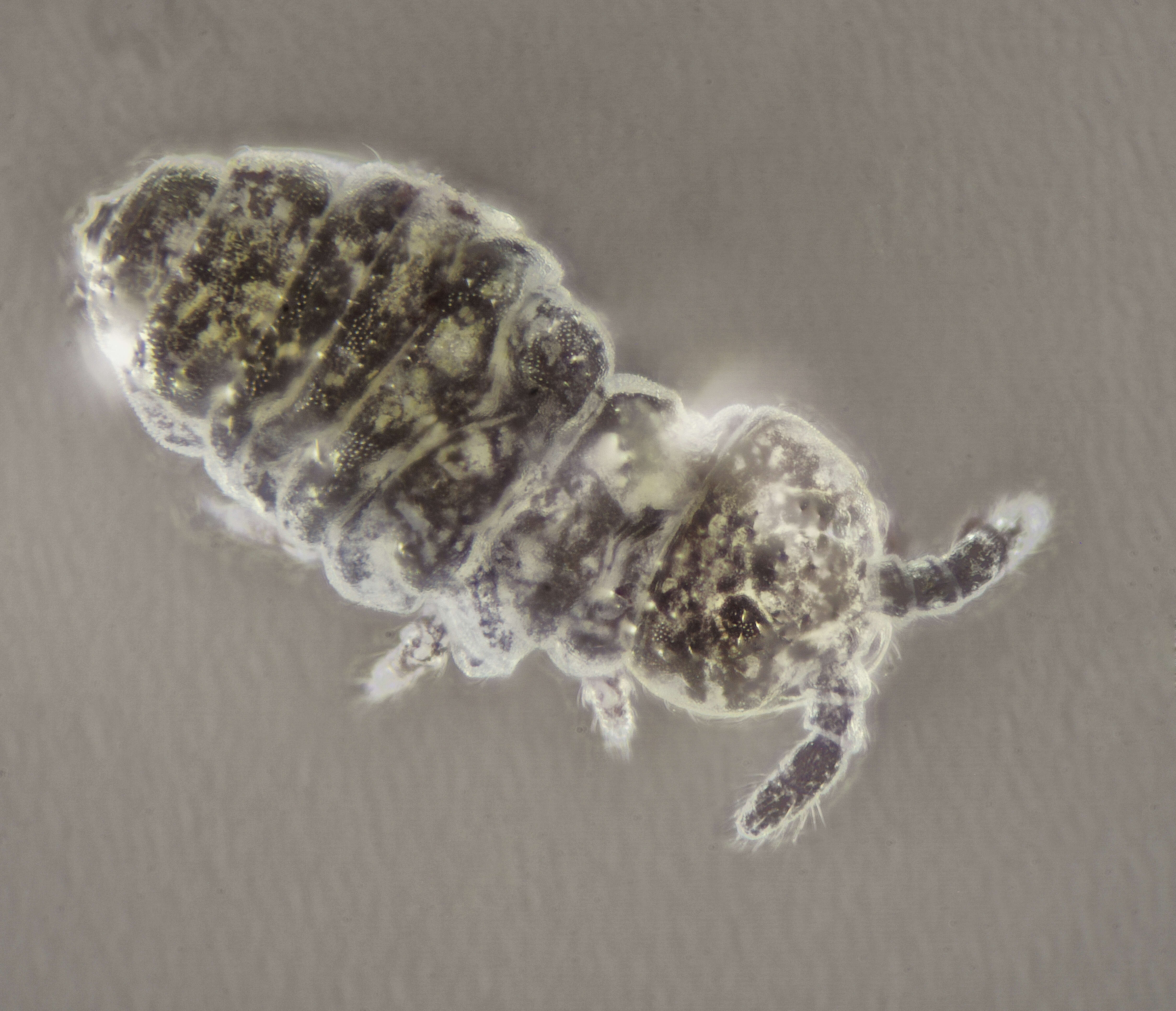 Image of Hypogastruroidea