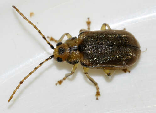 Image of Viburnum leaf beetle