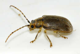 Image of Viburnum leaf beetle