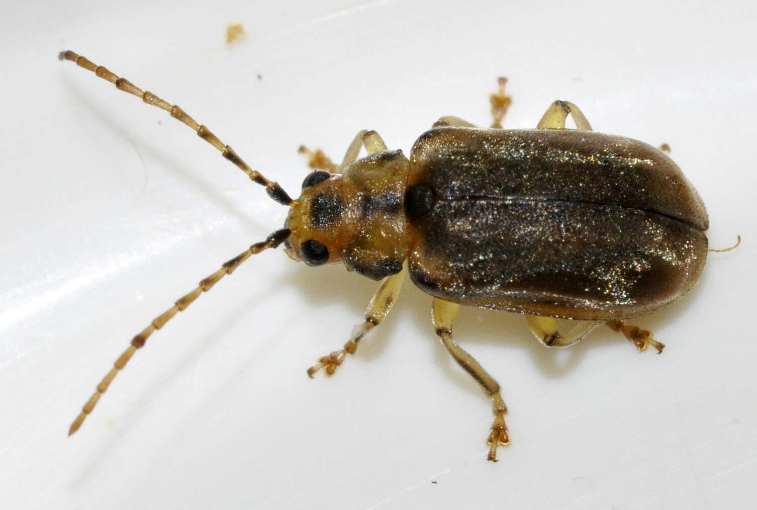 Image of Viburnum leaf beetle