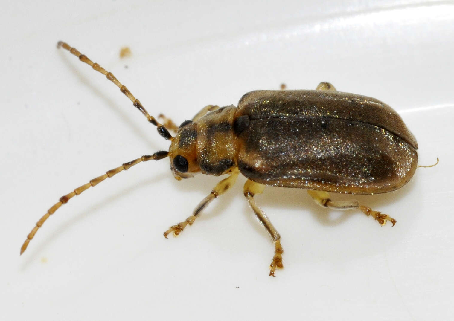 Image of Viburnum leaf beetle