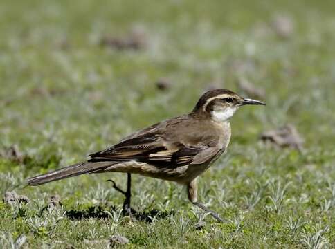 Image of Long-tailed Cinclodes