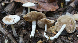 Inocybe geophylla (Bull.) P. Kumm. 1871 resmi