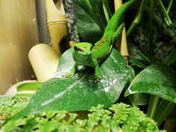 Image de Phelsuma grandis Gray 1870