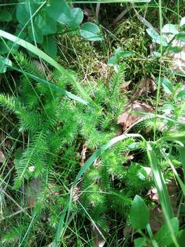 Image of Stag's-horn Clubmoss