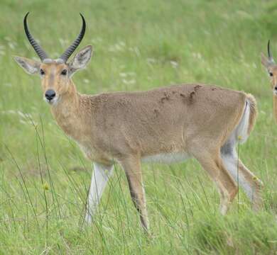 Image of Southern Reedbuck