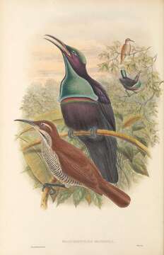 Image of Magnificent Riflebird